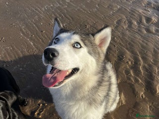 Mixed Breed dogs Labsky puppies - Advert 1