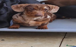 Miniature Dachshund dogs for sale: Lovely chocolate dapple and tan miniature dasch - Advert 2