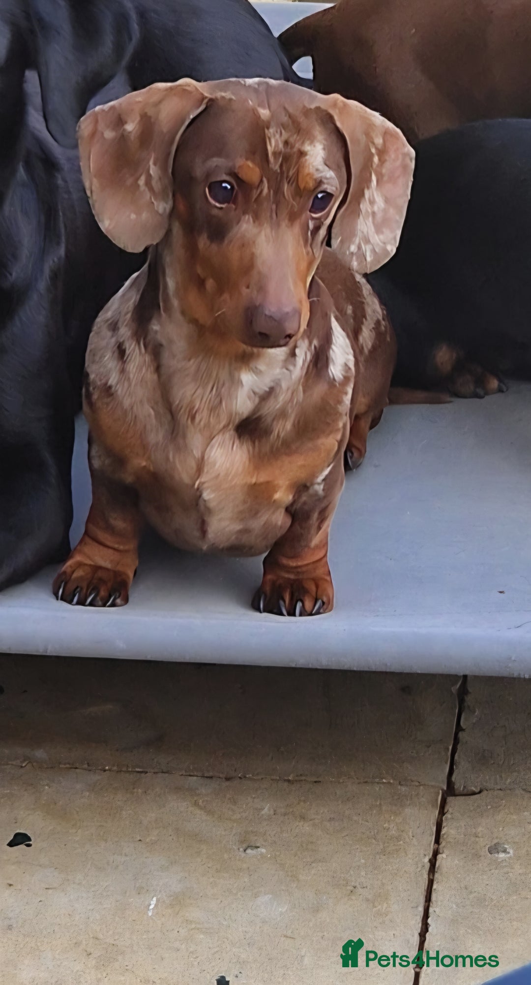 Miniature Dachshund dogs for sale: Lovely chocolate dapple and tan miniature dasch - Advert 2