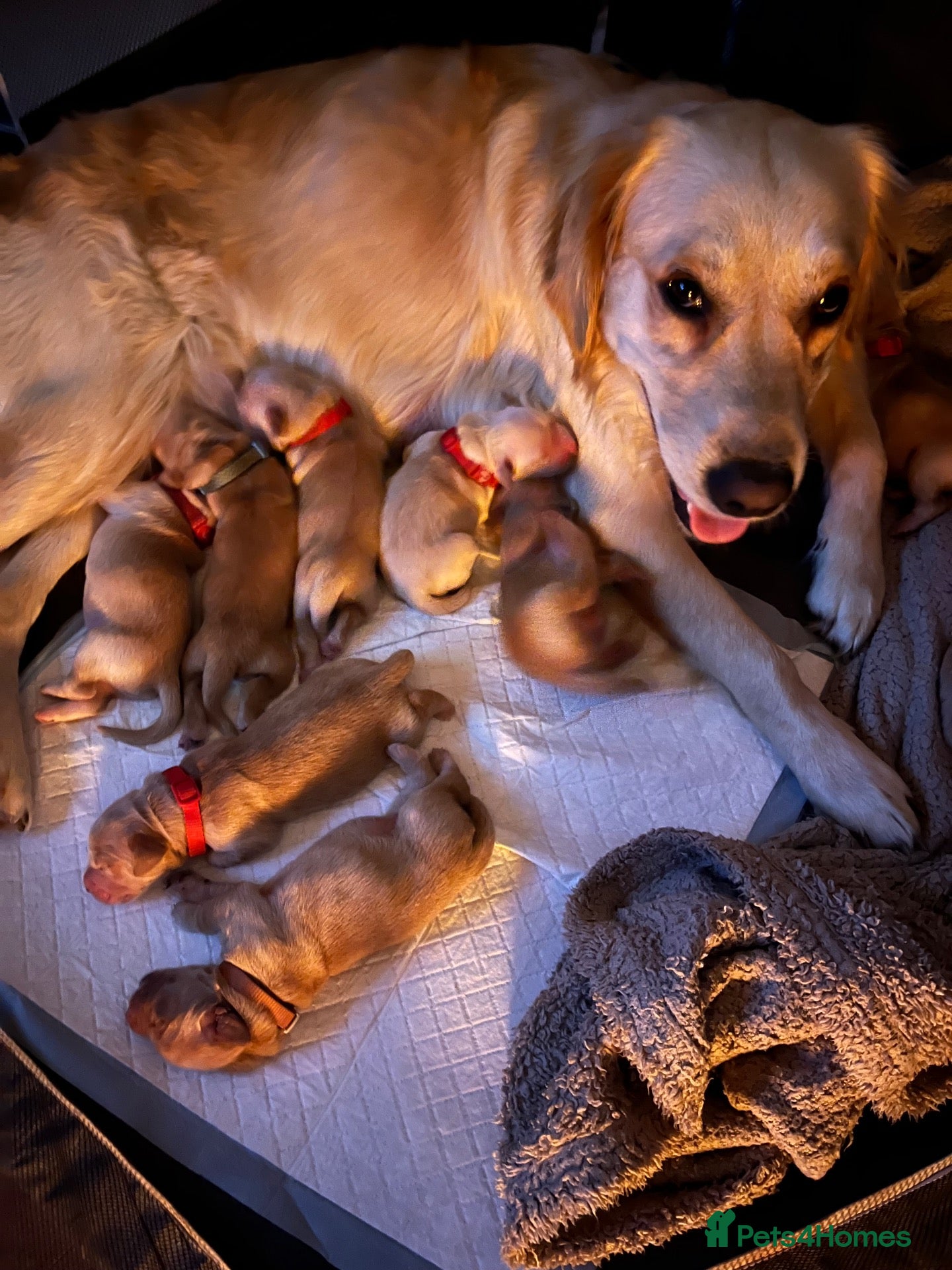 Golden Retriever dogs Golden Retriever Pups  - Advert 3