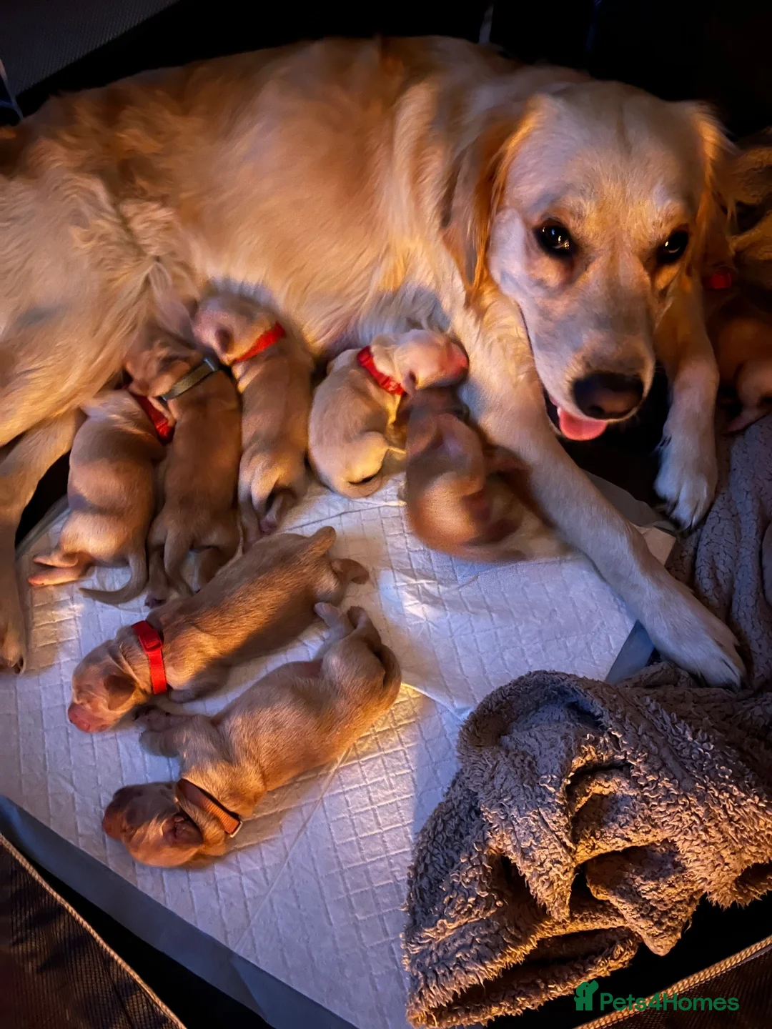 Golden Retriever dogs for sale: Golden Retriever Pups  in Doncaster - Advert 1