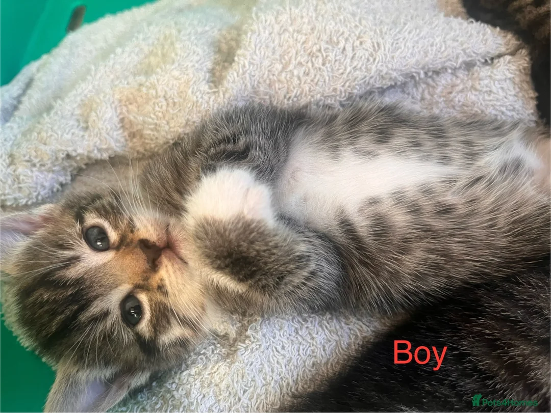 Mixed Breed cats for sale: Beautiful kittens - Advert 24