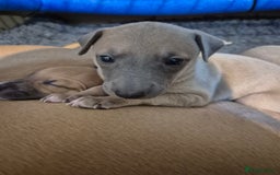 Whippet dogs for sale: 5 fawn kc whippet puppies beauitful markings  - Image 9