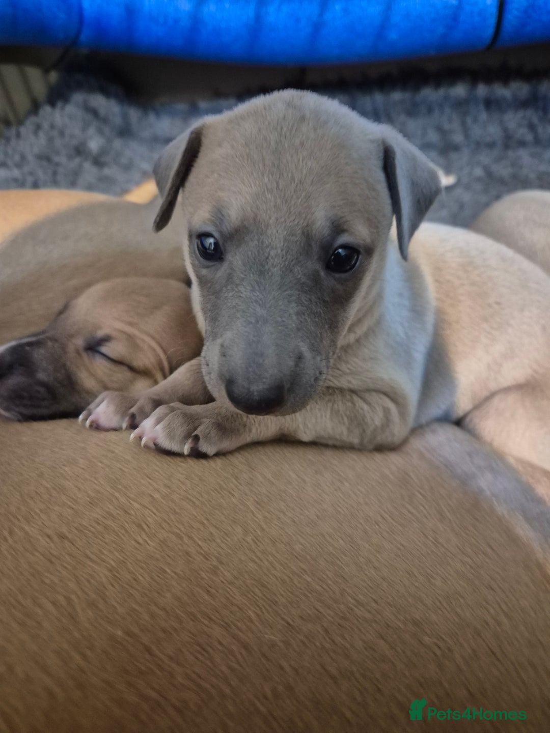 Whippet dogs for sale: 5 fawn kc whippet puppies beauitful markings  - Image 9