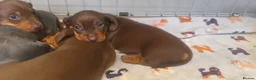 Miniature Dachshund dogs for sale: Adorable KC Registered Miniature Dachshund Puppies - Advert 33