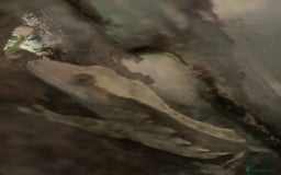 Gecko reptiles for sale: Male Crested Gecko and inclosure. - Image 12