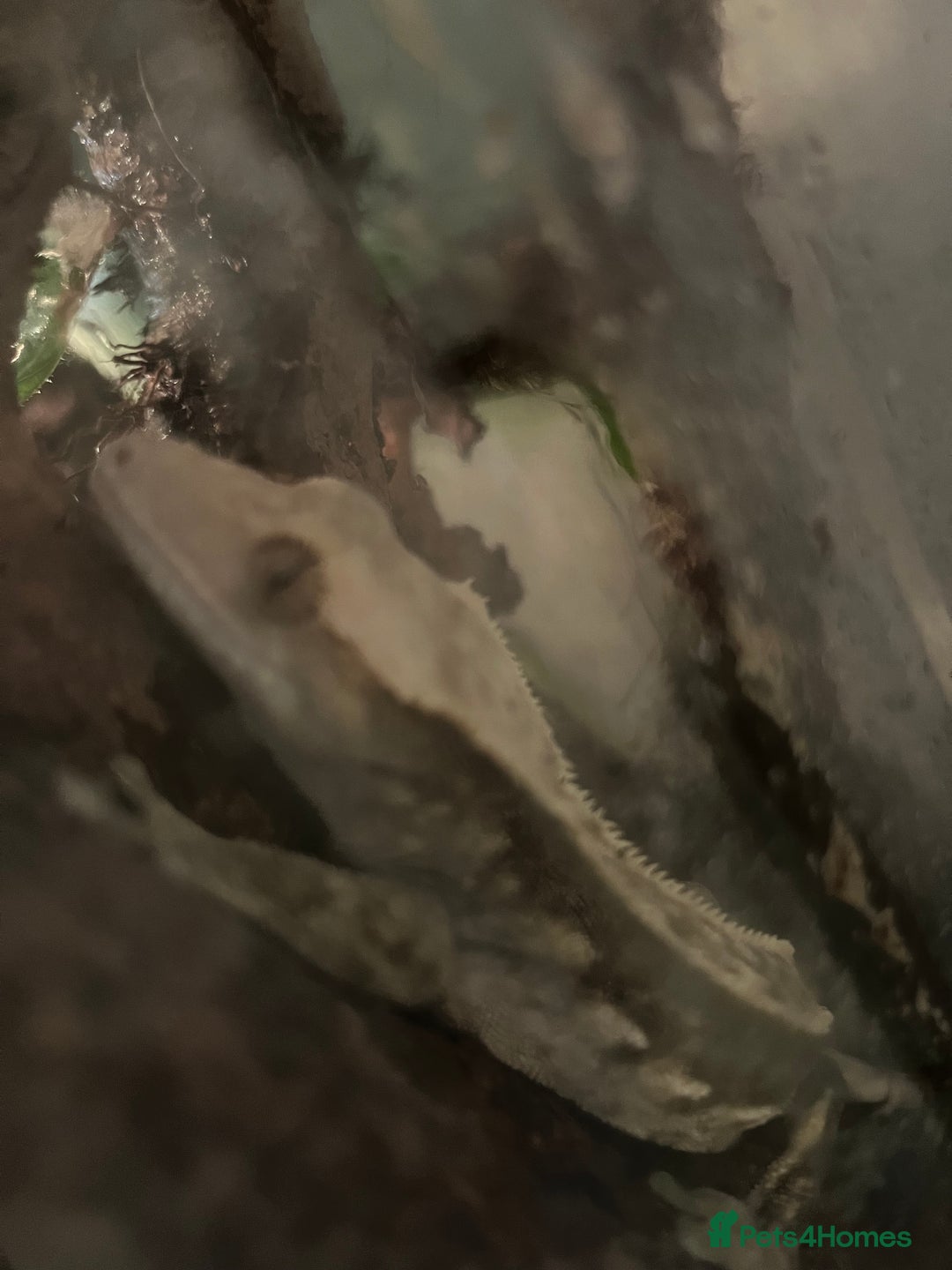 Gecko reptiles for sale: Male Crested Gecko and inclosure. - Image 12