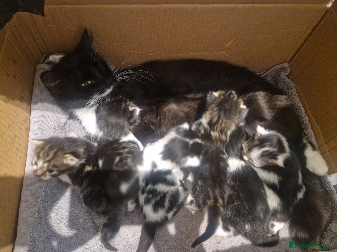 Mixed Breed cats for sale: Adorable bundles of fluff - Image 6