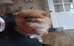Pomeranian dogs for sale: Beautiful russian teddy pomeranians - Image 4