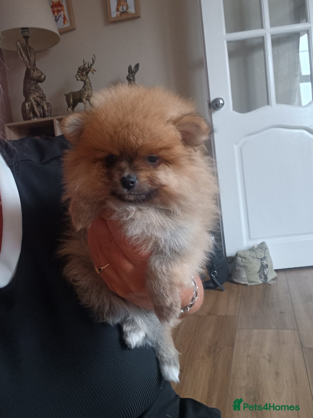 Pomeranian dogs for sale: Beautiful russian teddy pomeranians - Image 4