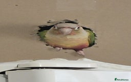 Conures birds for sale: Tamed male conure for sale - Advert 2