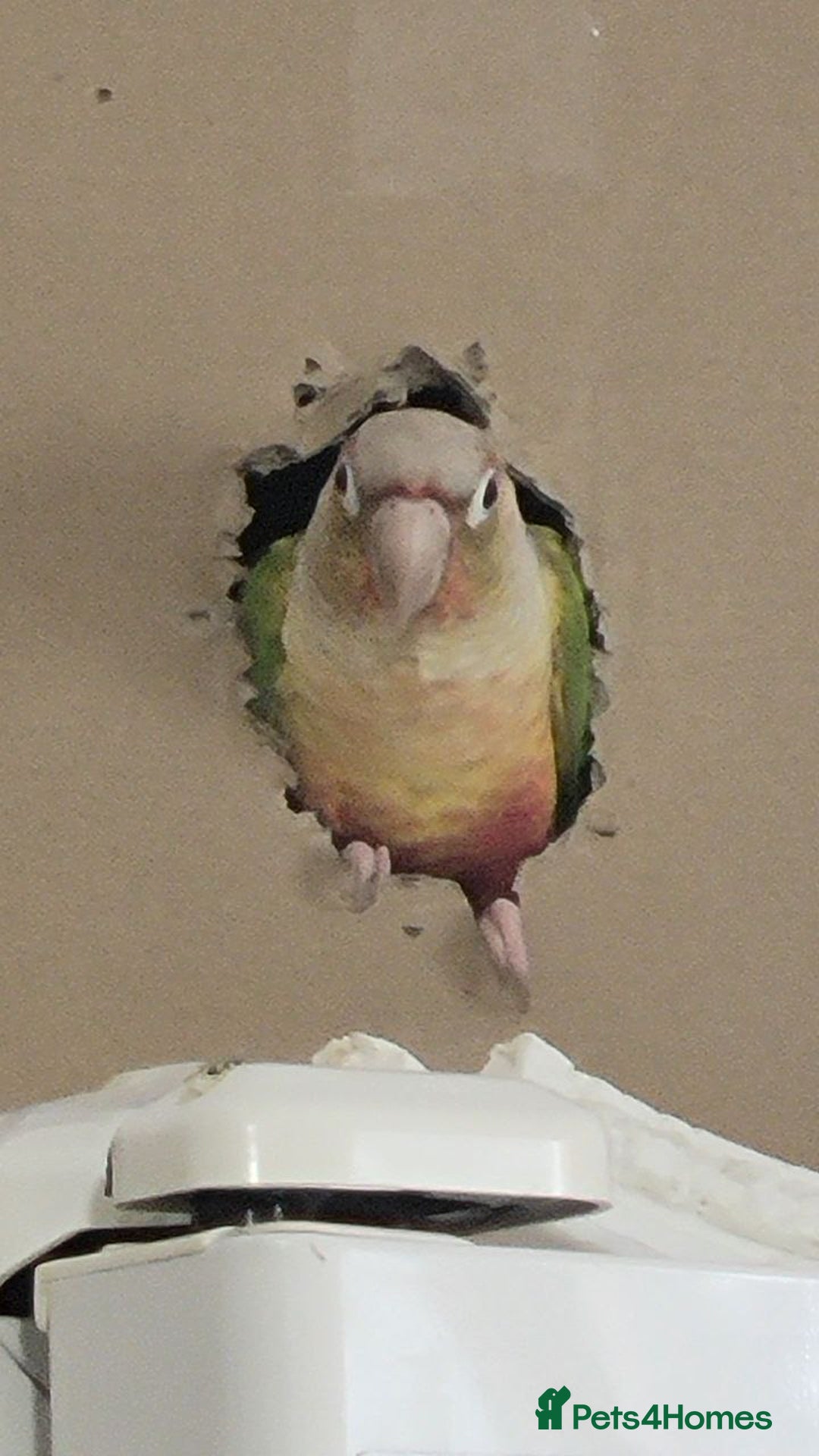 Conures birds for sale: Tamed male conure for sale - Advert 2