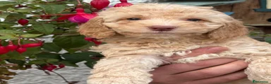 Cockapoo 3