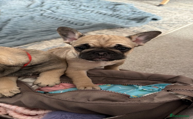 French Bulldog dogs - Advert 1