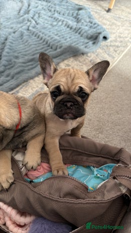 French Bulldog dogs - Advert 2