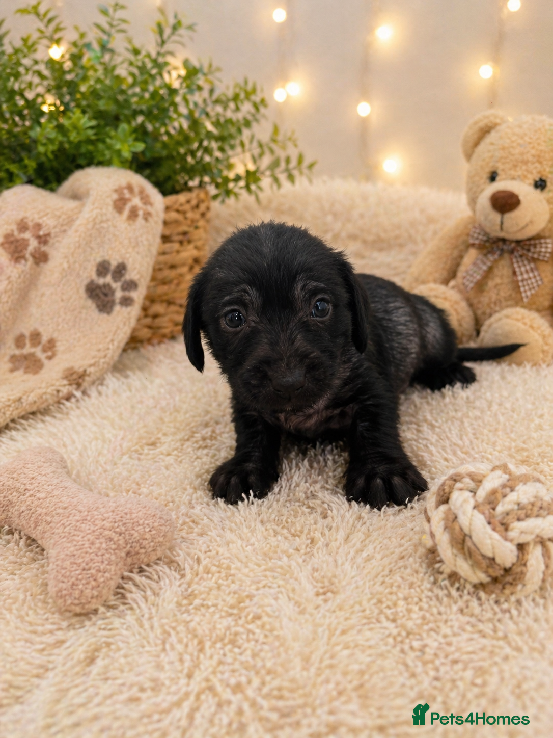 Mixed Breed dogs Miniature Dachshund cross puppies  - Advert 8