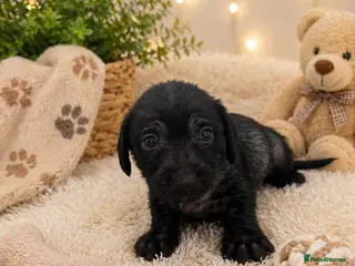 Mixed Breed dogs Miniature Dachshund cross puppies - Advert 8