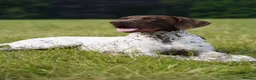 German Shorthaired Pointer dogs for stud: KC REGISTERED HEALTH CHECKED GSP STUD  - Advert 6