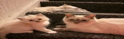 Ragdoll cats for sale: Purebred blue point ragdolls in Southend-on-Sea - Advert 2