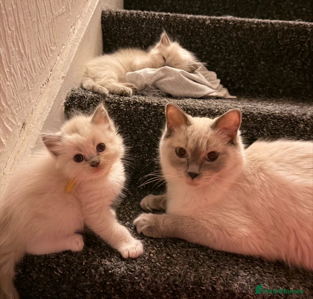 Ragdoll cats for sale: Purebred blue point ragdolls in Southend-on-Sea - Advert 2