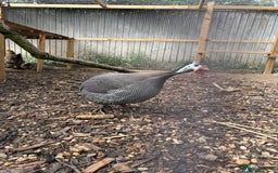 Guinea Fowl poultry for sale: Male guinea fowl - Image 1