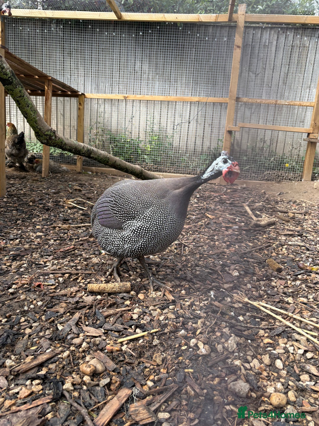 Guinea Fowl poultry for sale: Male guinea fowl - Image 1