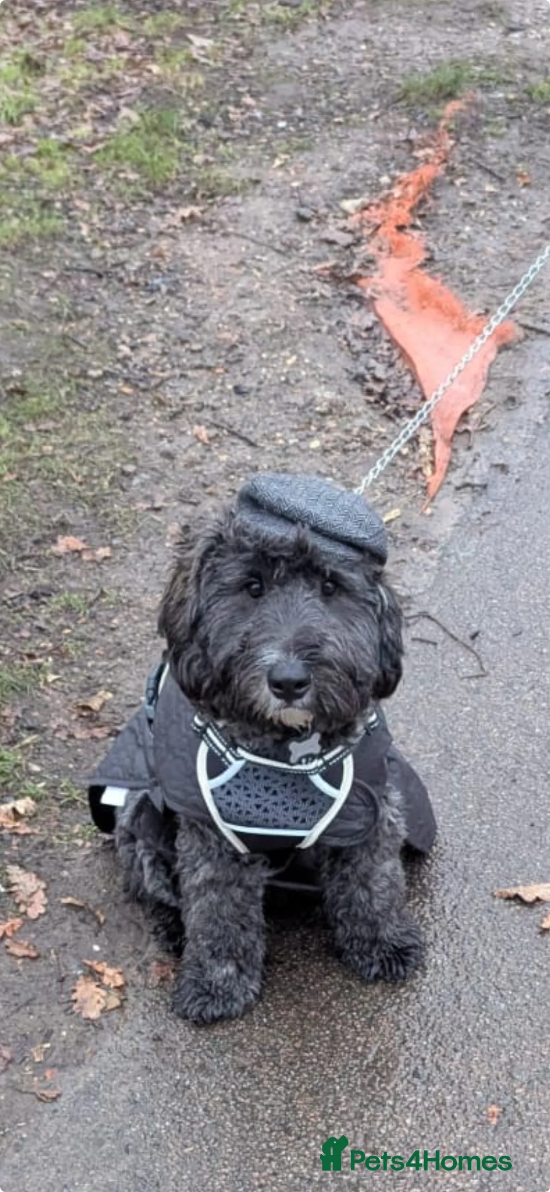 Mixed Breed dogs for sale: Loving, trained 8 M/O family dog seeking new home - Advert 2