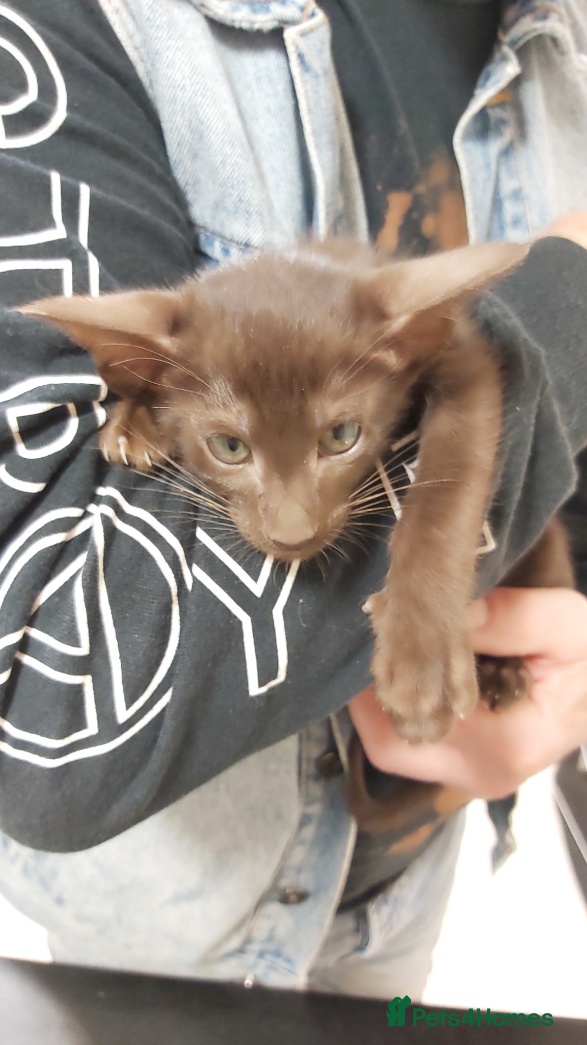 Oriental cats Pedigree Oriental 1 GIRL XL size ears GCCF - Advert 5