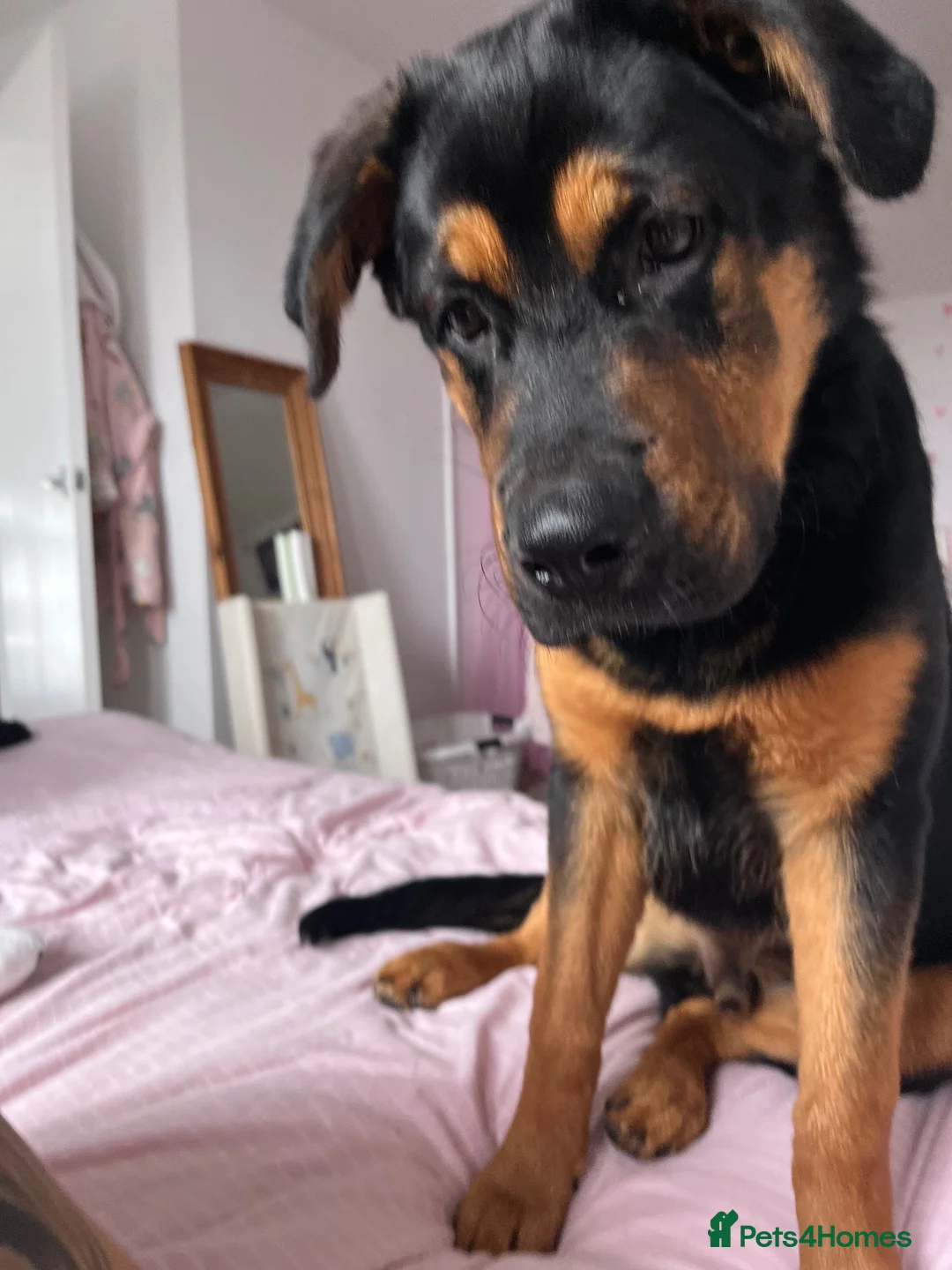 Mixed Breed dogs for sale: Lovely boy puppy. in Frinton-on-Sea - Advert 1