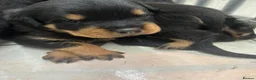 Rottweiler dogs for sale: KC Rottie puppies  - Advert 10