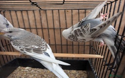 Budgerigars birds for sale: Baby budgies and starter cage  - Image 25