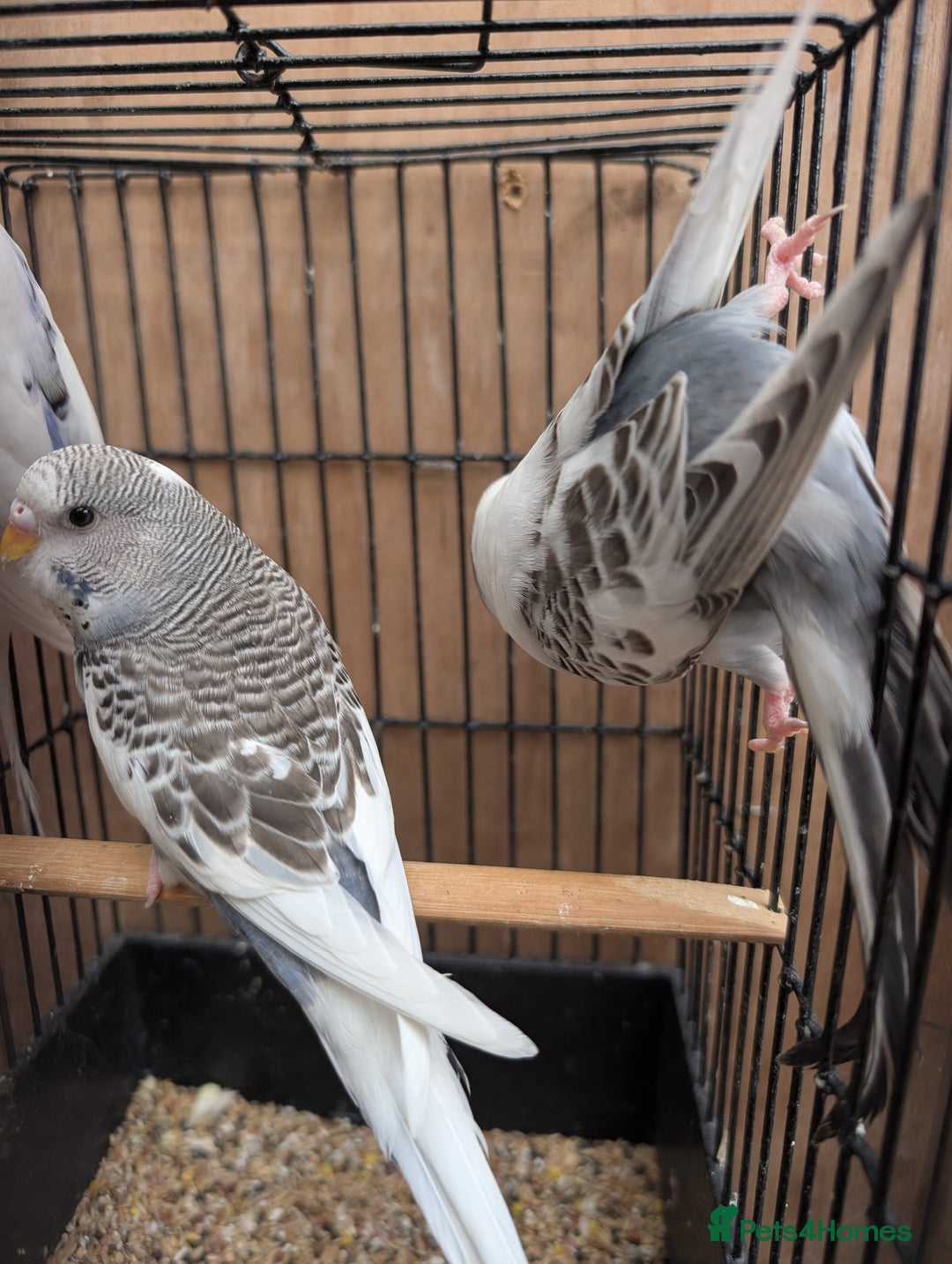 Budgerigars birds for sale: Baby budgies and starter cage  - Image 25