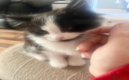 Mixed Breed cats for sale: Kittens  - Image 21