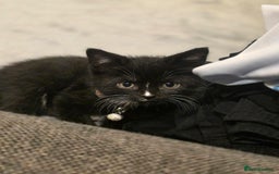 British Shorthair cats for sale: Lovely kittens  - Image 7