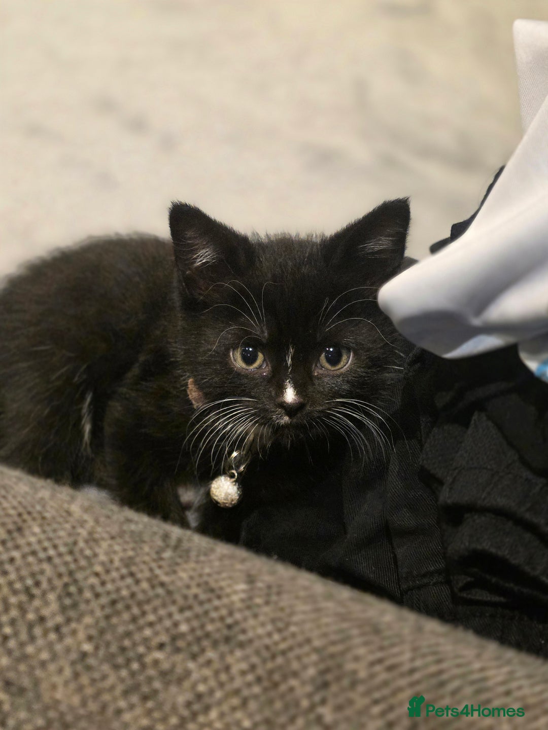 British Shorthair cats for sale: Lovely kittens  - Image 7