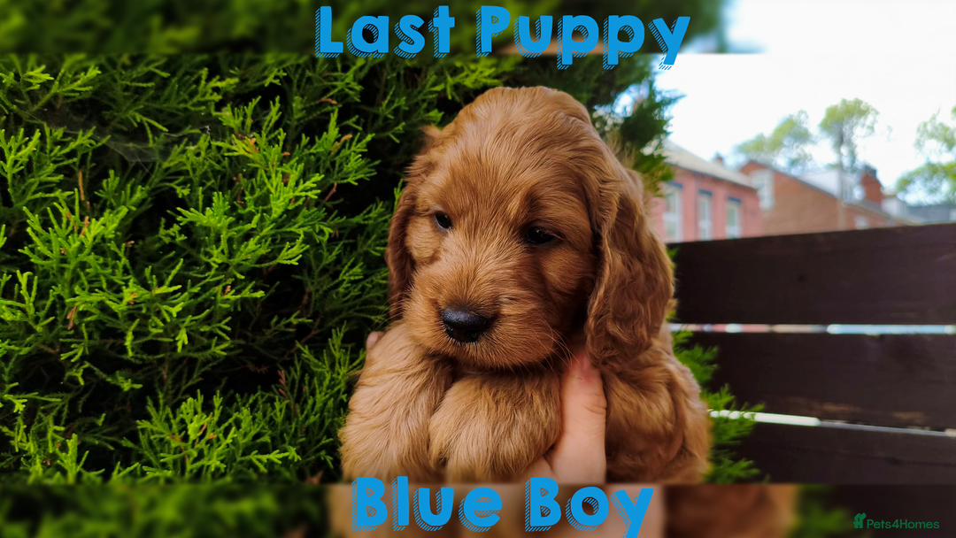 Cockapoo dogs for sale: Beautiful F1 Cockapoo Puppies - 3 boys 1 girl - Image 2
