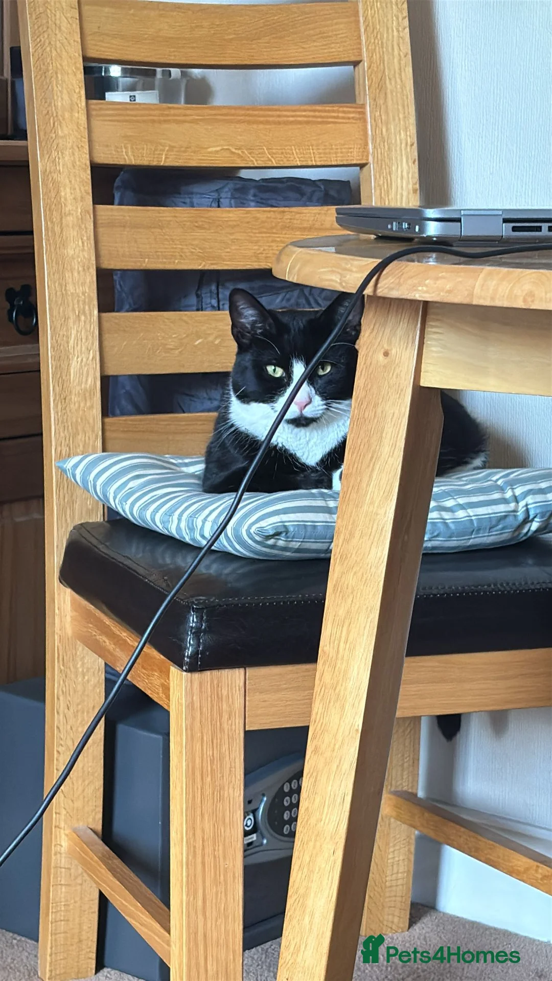 Mixed Breed cats for sale: Finnley - Advert 2