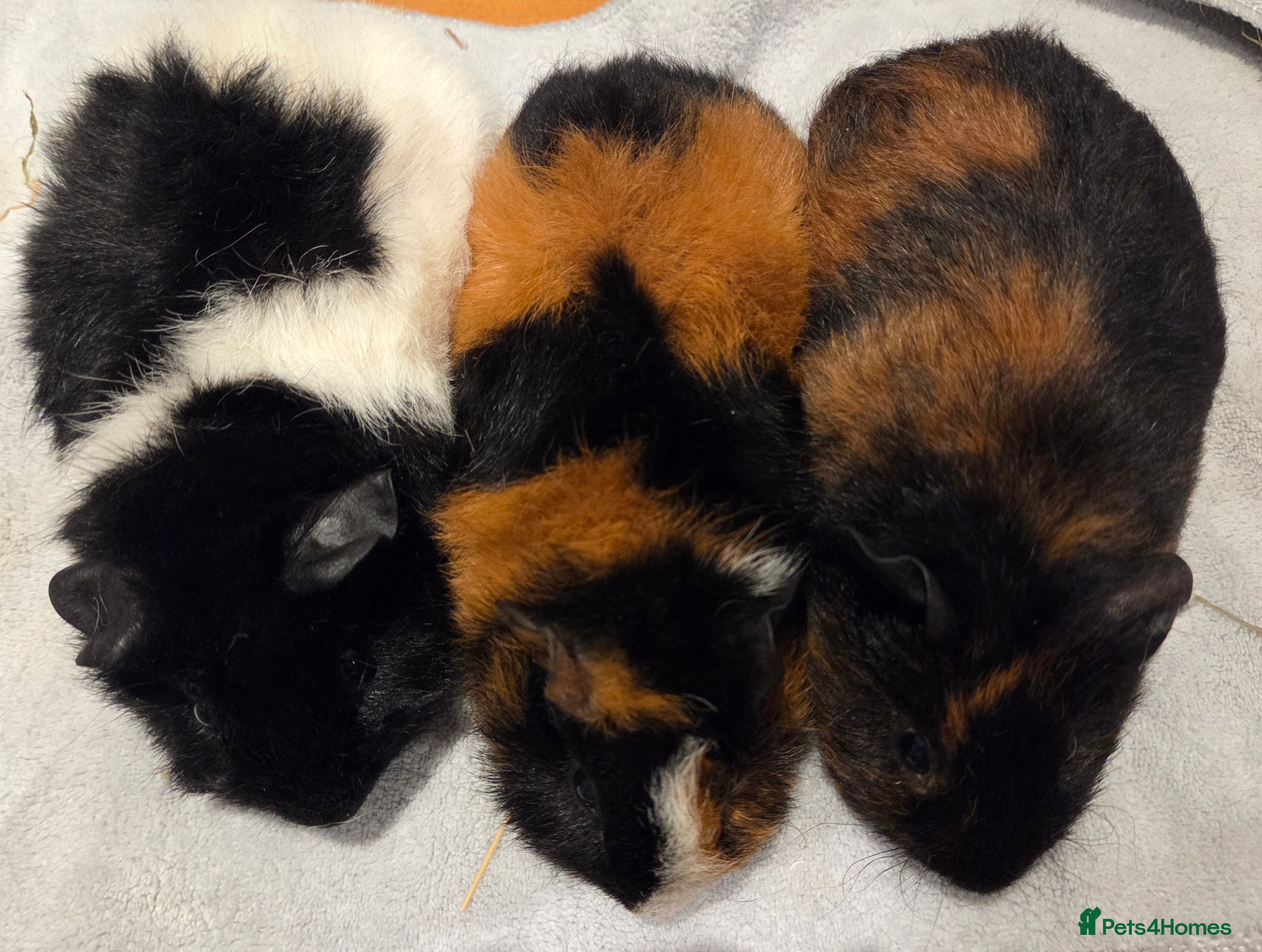 Guinea Pig rodents Gorgeous Baby Guinea Pigs - Advert 1