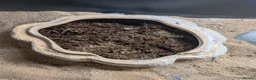 Leopard Gecko reptiles for sale: Leopard Gecko approx 2 years old in Chelmsford - Advert 3
