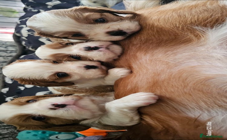 Cavalier King Charles Spaniel dogs - Advert 5