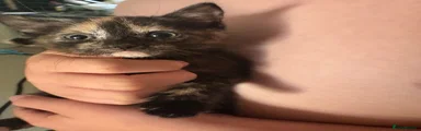 Mixed Breed Kitten 8
