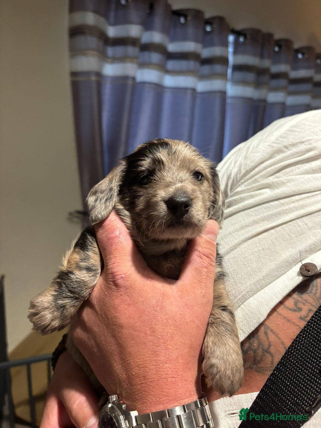 Doxiepoo dogs for sale: Doxiepoo f1 - Image 20