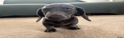 Miniature Dachshund dogs for sale: Beautiful PRA Clear Mini Dachshund Puppies  - Advert 2