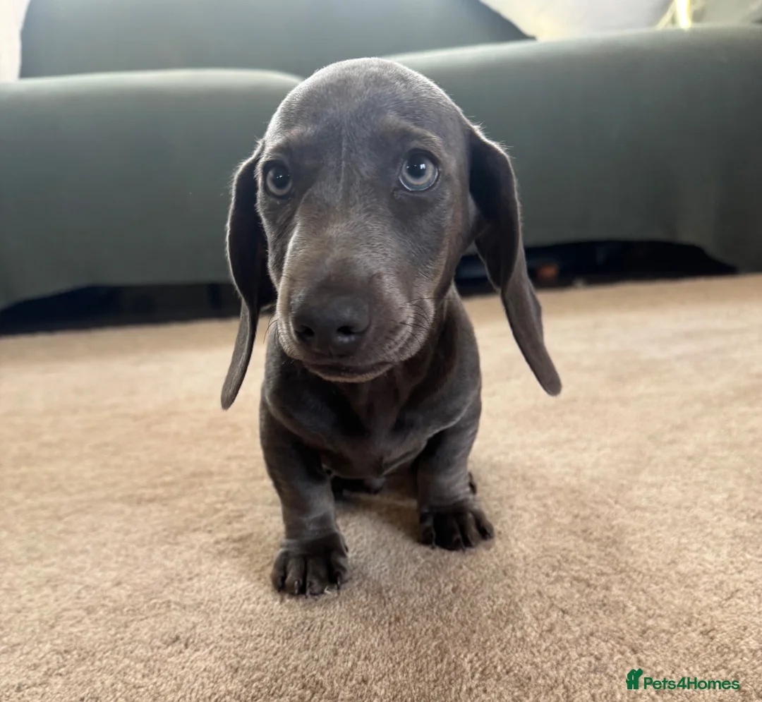 Miniature Dachshund dogs for sale: Beautiful PRA Clear Mini Dachshund Puppies  - Advert 2