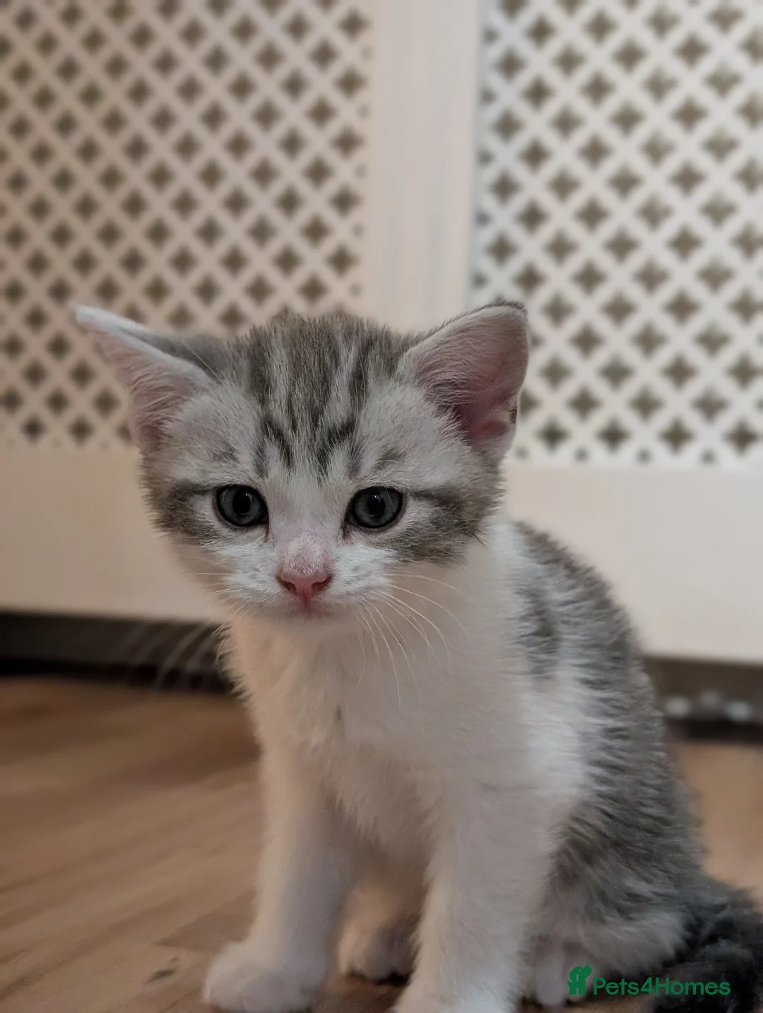 Mixed Breed cats for sale: Cute kitten looking for a loving home – ready now in Enfield - Advert 3