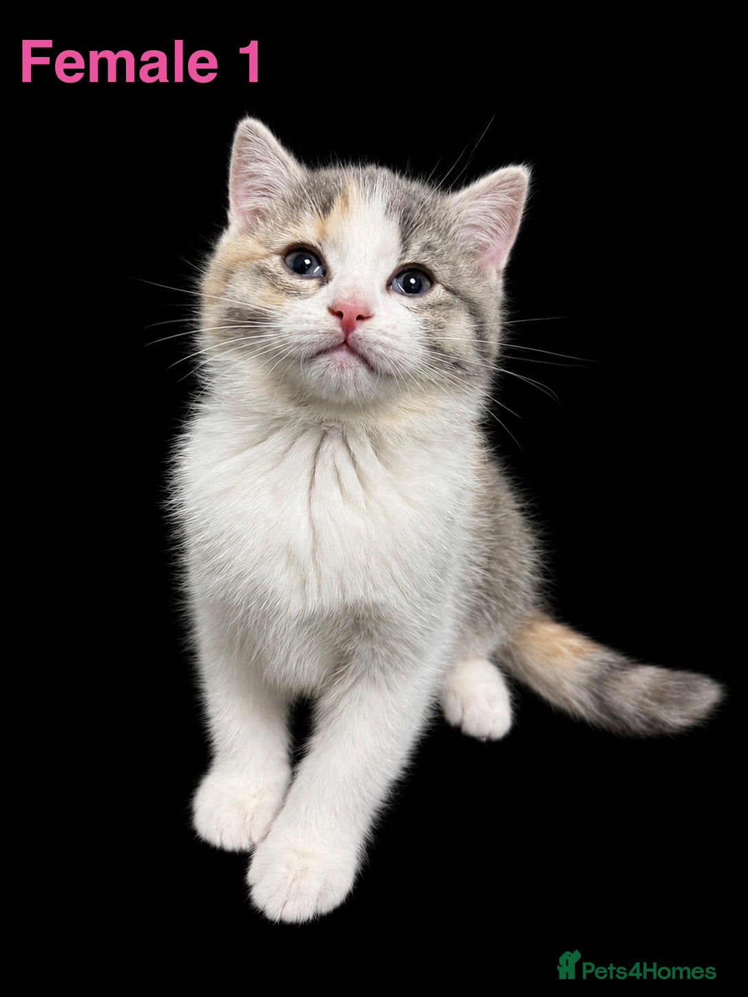 Ragdoll cats Mixed Kittens for sale - Advert 4