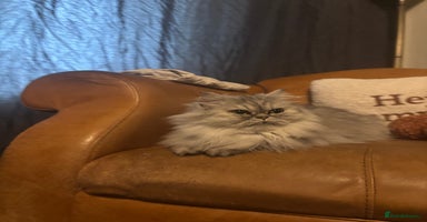 Persian cats - Advert 16