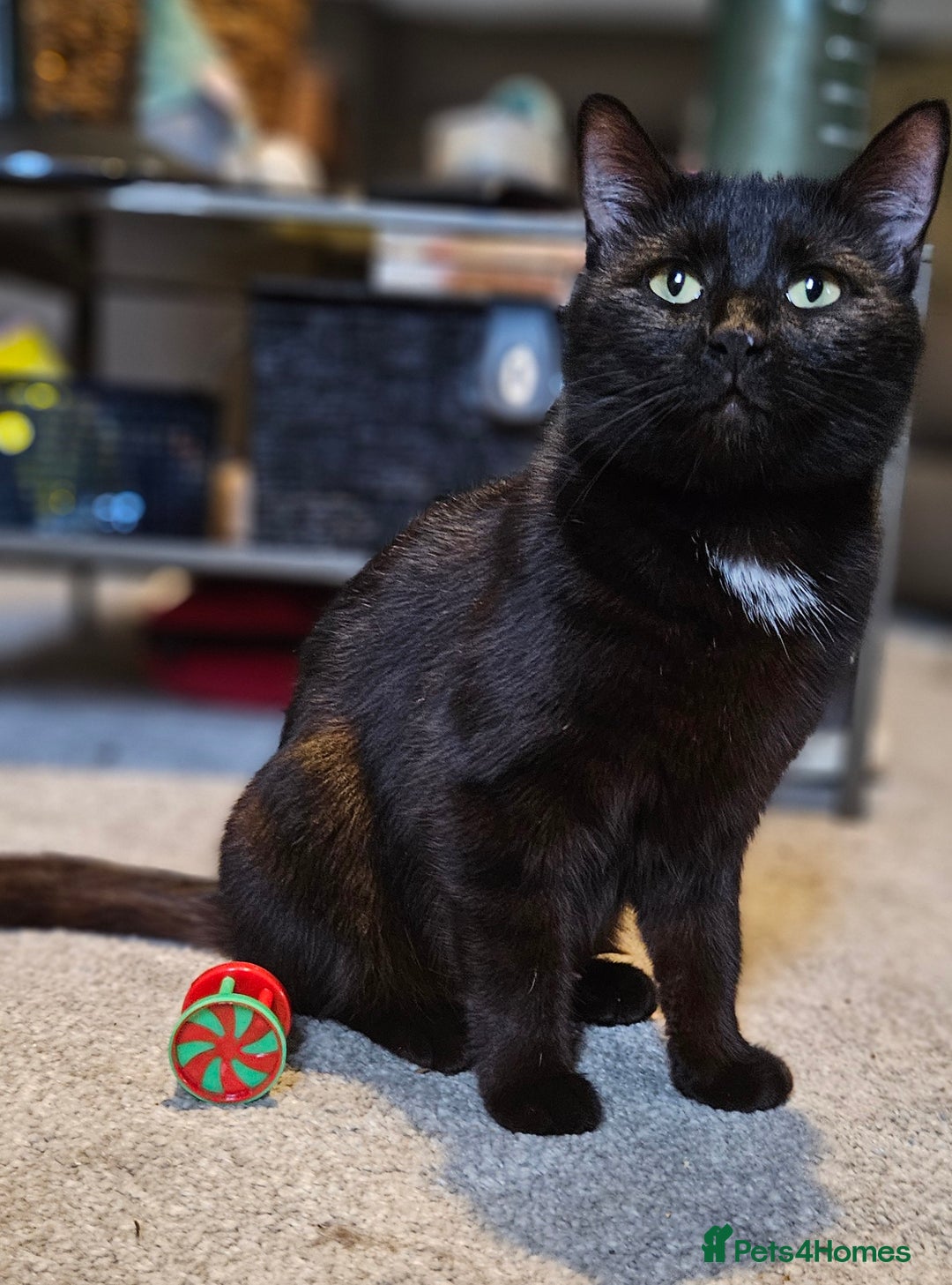 Bombay cats for sale: Kittens ready for new homes  - Image 12