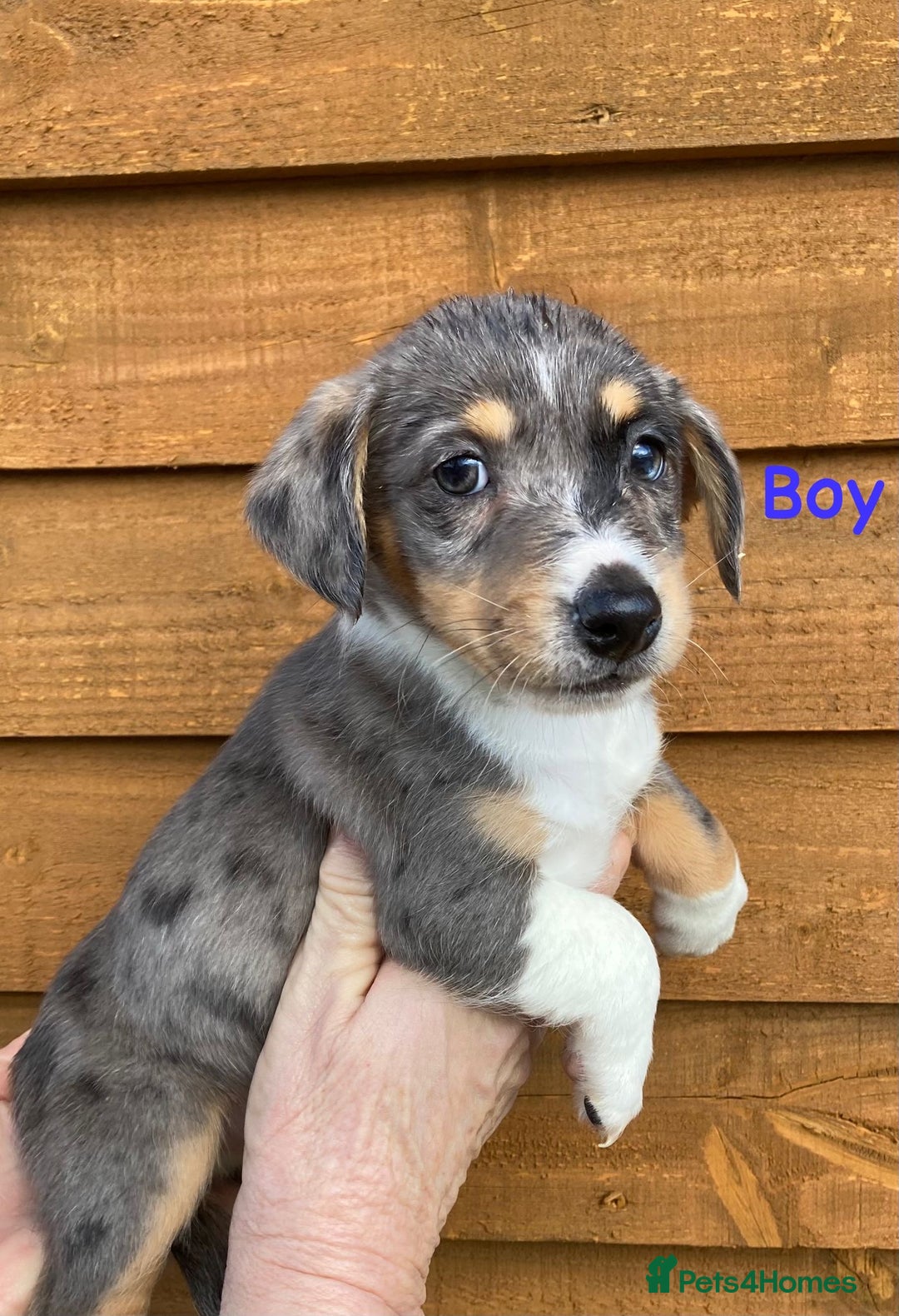 Jack Russell dogs for sale: Our 5 beautiful Jack russle pups for sale  - Advert 3