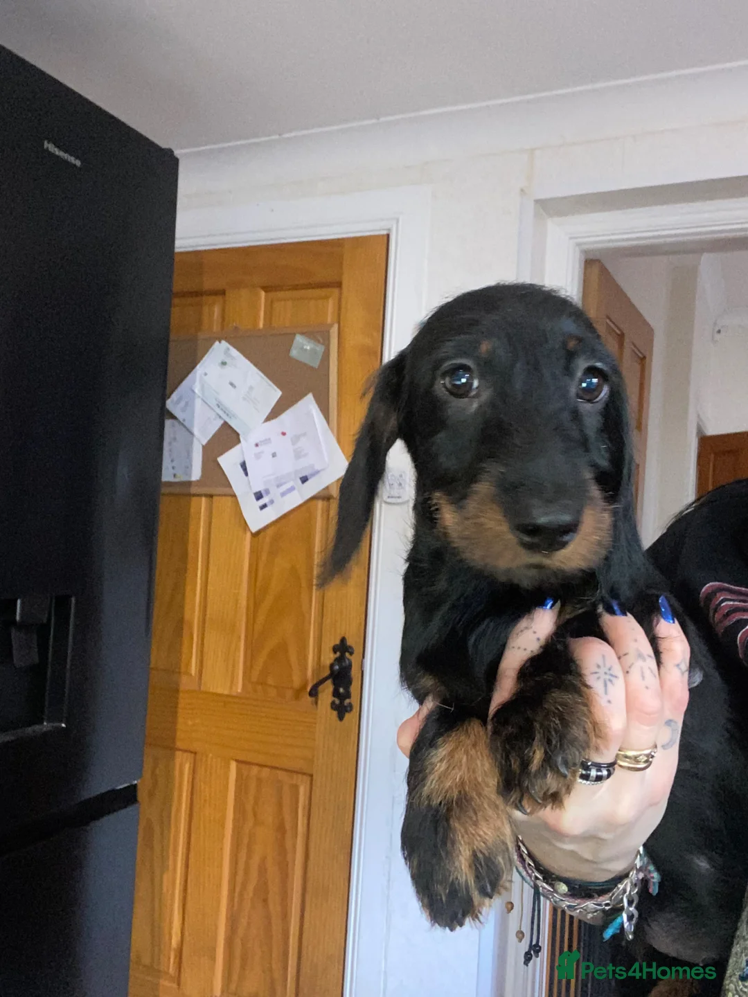 Miniature Dachshund dogs for sale: Miniature wire hair dachshunds  - Advert 1